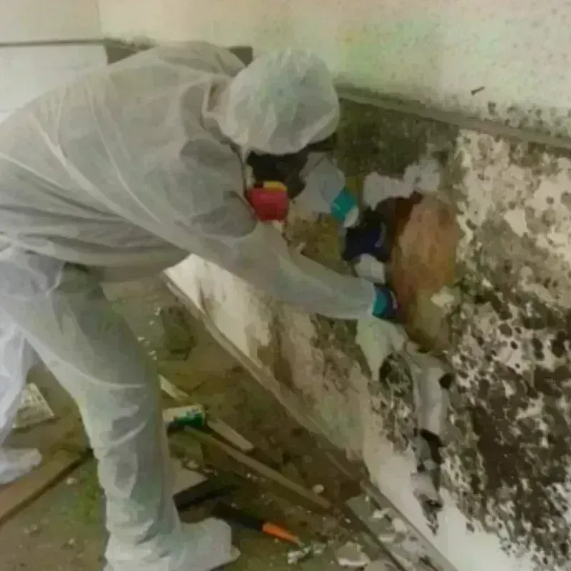 Mold Remediation and Removal in Marion, MA